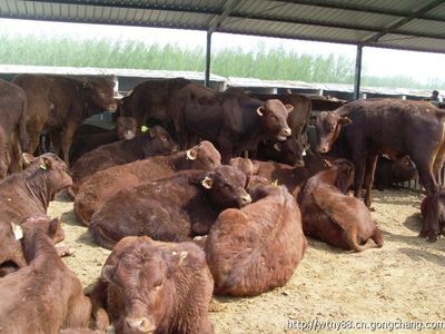 养殖100头肉牛投资与利润分析 从成本到收益的全方位解析